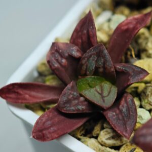 Haworthia Seedling MS125, Rooted, 4cm