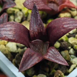 Haworthia Seedling Wolfball KN-1 MS126, Rooted, 5cm
