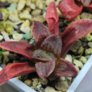 Haworthia Seedling MS119 Silver Mutica, Rooted, 5cm