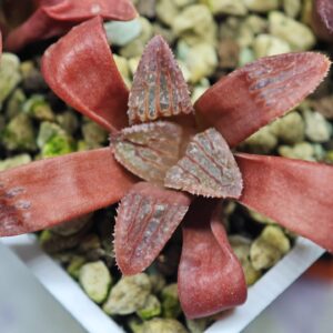 Haworthia Seedling MS120 Silver Mutica, Rooted, 5cm