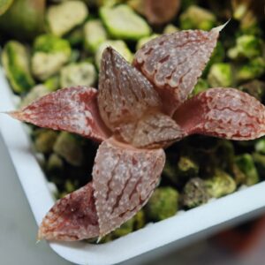 Haworthia Seedling picta 'Cleopatra' MS115, Rooted, 4cm