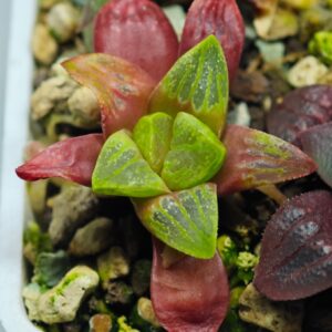 Haworthia Seedling MS111, Rooted, 4cm