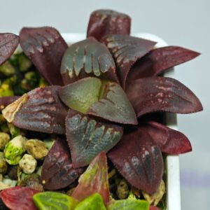 Haworthia Seedling MS112, Rooted, 5cm