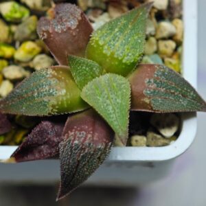 Haworthia Seedling MS114, Rooted, 5cm