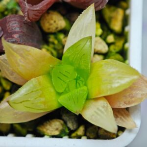 Haworthia Seedling MS107 OB-1 Var x Black Grape Var, Rooted, 4cm