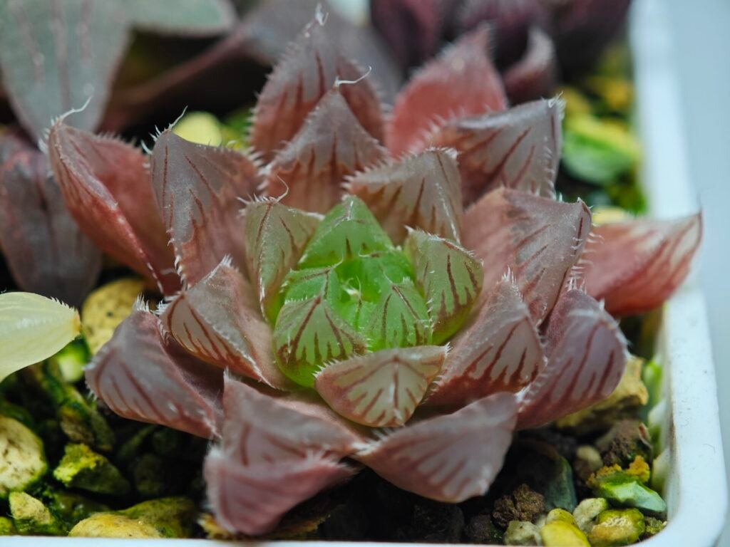 Haworthia Seedling MS108 Obtusa - 10