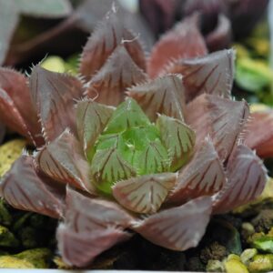 Haworthia Seedling MS108 Obtusa, Rooted, 5cm