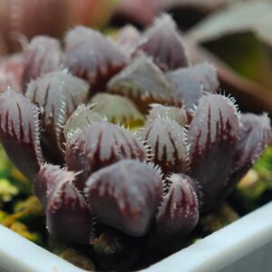 Haworthia Seedling MS109 OB-1 Var x Black Grape Var, Rooted, 3cm
