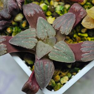 Haworthia Seedling OB-1 Var x Black Grape Var MS110, Rooted, 6cm