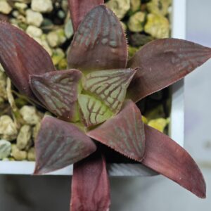 Haworthia Seedling Coffee x Emelyae Badia MS103, Rooted, 5cm