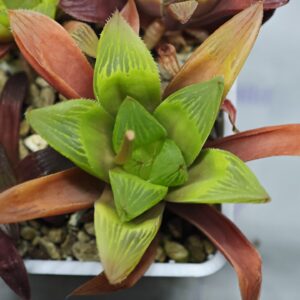 Haworthia Seedling MS100 Milky Way x Splendid, Rooted, 7cm