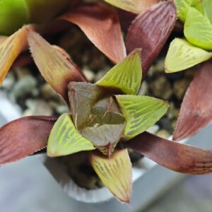 Haworthia Seedling MS101 Milky Way x Splendid, Rooted, 5cm
