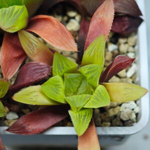 Haworthia Seedling MS102 Milky Way x Splendid, Rooted, 5cm