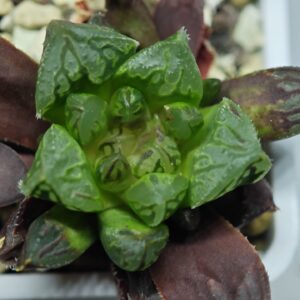 Haworthia Seedling Momiji Nishiki MS095, Rooted, 5cm