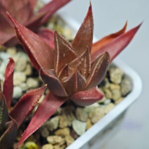 Haworthia Seedling MS091 Karasijoh x Vloki, Rooted, 6cm