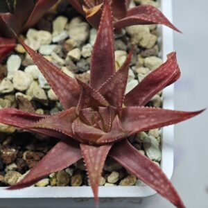 Haworthia Seedling MS092 Karasijoh x Vloki, Rooted, 6cm