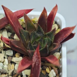 Haworthia Seedling MS094 Karasijoh x Vloki, Rooted, 5cm