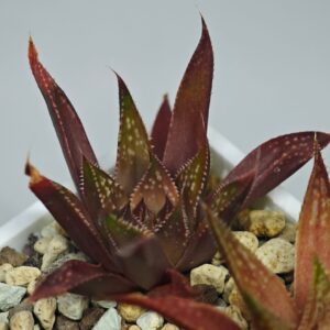 Haworthia Seedling MS087 Karasijoh x Vloki, Rooted, 6cm