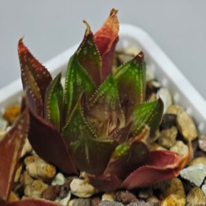 Haworthia Seedling MS089 Karasijoh x Vloki, Rooted, 4cm