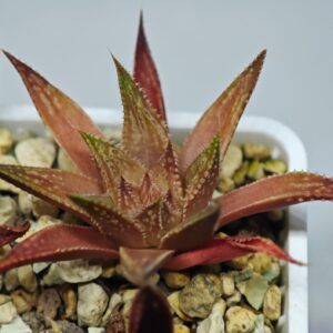 Haworthia Seedling MS090 Karasijoh x Vloki, Rooted, 6cm