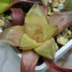 Haworthia Seedling MS083 Thake Tore x Cymbiformis, Rooted, 5cm