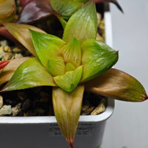 Haworthia Seedling MS085 Thake Tore x Cymbiformis, Rooted, 6cm