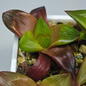 Haworthia Seedling MS086 Thake Tore x Cymbiformis, Rooted, 5cm