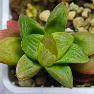 Haworthia Seedling MS082 Maugjanii x Cuspidata, Rooted, 5cm