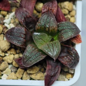 Haworthia Seedling Yuki Usagi x Compto Var MS001, Rooted, 5cm