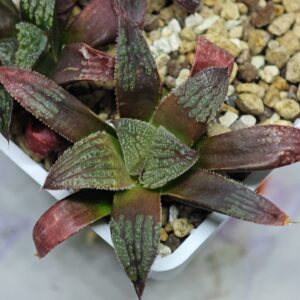 Haworthia Seedling Yuki Usagi x Compto Var MS003, Rooted, 7cm