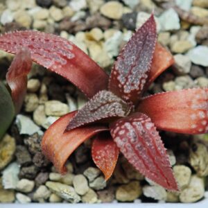 Haworthia Seedling Hikaru Genji x Koibito Splendens MS005, Rooted, 5cm