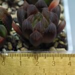 Haworthia Seedling MS007 Betsu Yamada x Waxy Obtusa - 9