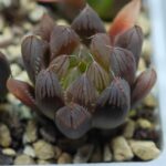 Haworthia Seedling MS007 Betsu Yamada x Waxy Obtusa - 1
