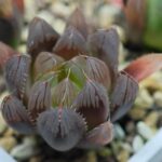 Haworthia Seedling MS007 Betsu Yamada x Waxy Obtusa - 2