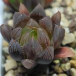Haworthia Seedling MS007 Betsu Yamada x Waxy Obtusa - 3