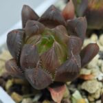 Haworthia Seedling MS007 Betsu Yamada x Waxy Obtusa - 4