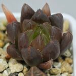 Haworthia Seedling MS007 Betsu Yamada x Waxy Obtusa - 6