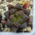 Haworthia Seedling MS007 Betsu Yamada x Waxy Obtusa - 7