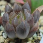 Haworthia Seedling MS007 Betsu Yamada x Waxy Obtusa - 8