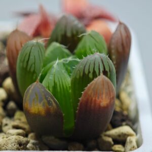 Haworthia Seedling MS008 Betsu Yamada x Waxy Obtusa, Rooted, 4cm