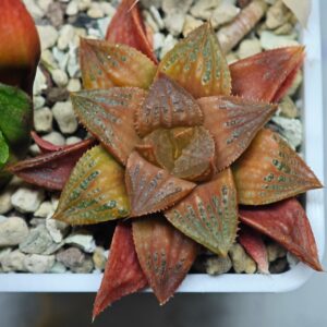 Haworthia Seedling Hikaru Genji x RU-1 VAR MS010, Rooted, 5cm