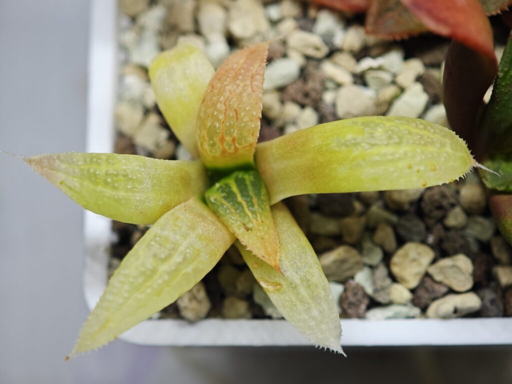 Home 2 Haworthia Seedling Hikaru Genji x Koibito Splendens MS012 - 10