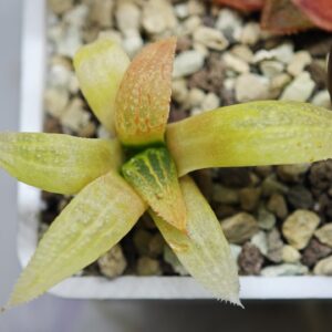 Haworthia Seedling Hikaru Genji x Koibito Splendens MS012, Rooted, 5cm