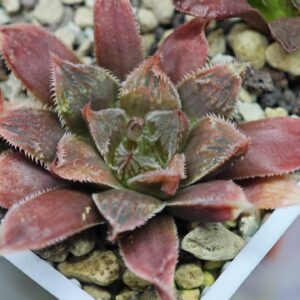 Haworthia Seedling Koibito Splendens x Paradise Flower MS013 - 8