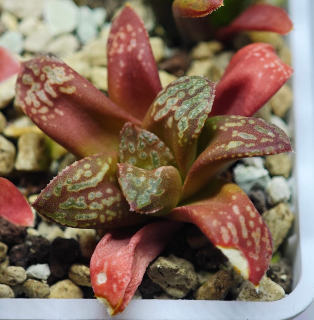 Home 1 Haworthia Seedling Shironoshaka x Black Knight MS017 - 1