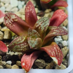 Haworthia Seedling Shironoshaka x Black Knight MS017, Rooted, 5cm