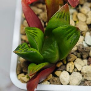 Haworthia Seedling MS 018 Black Grape x Retusa Var., Rooted, 5cm