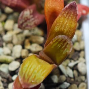 Haworthia Seedling MS020 Picta x Maughanii x Terashiyama, Rooted, 5cm