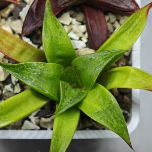 Haworthia Seedling MS022 Yoshida Retusa Dek Var, Rooted, 7cm