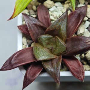 Haworthia Seedling Yoshida x Retusa Dekenahii Variegate Var MS023, Rooted, 6cm